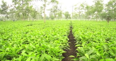 Famous Tea Gardens of Assam