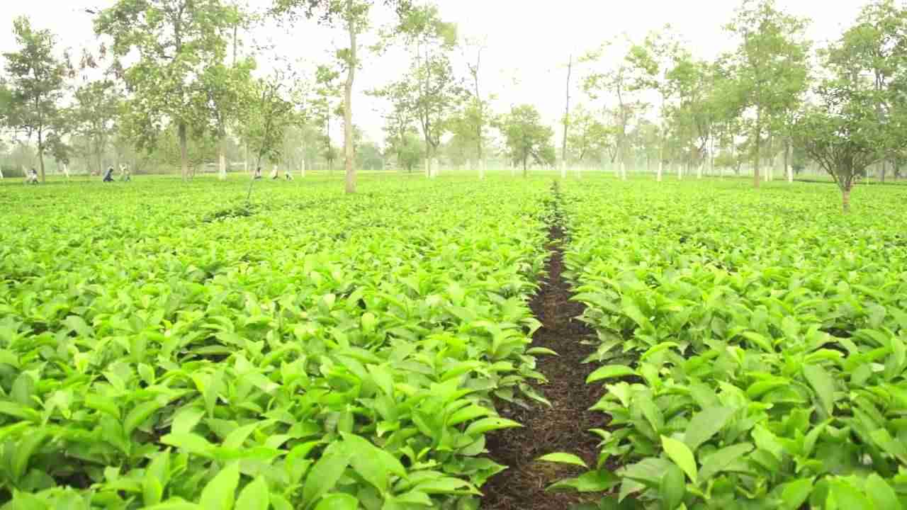 Famous Tea Gardens of Assam