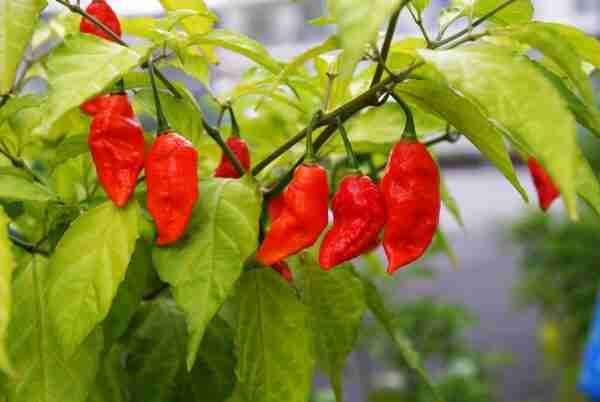 Bhut Jolokia Paste