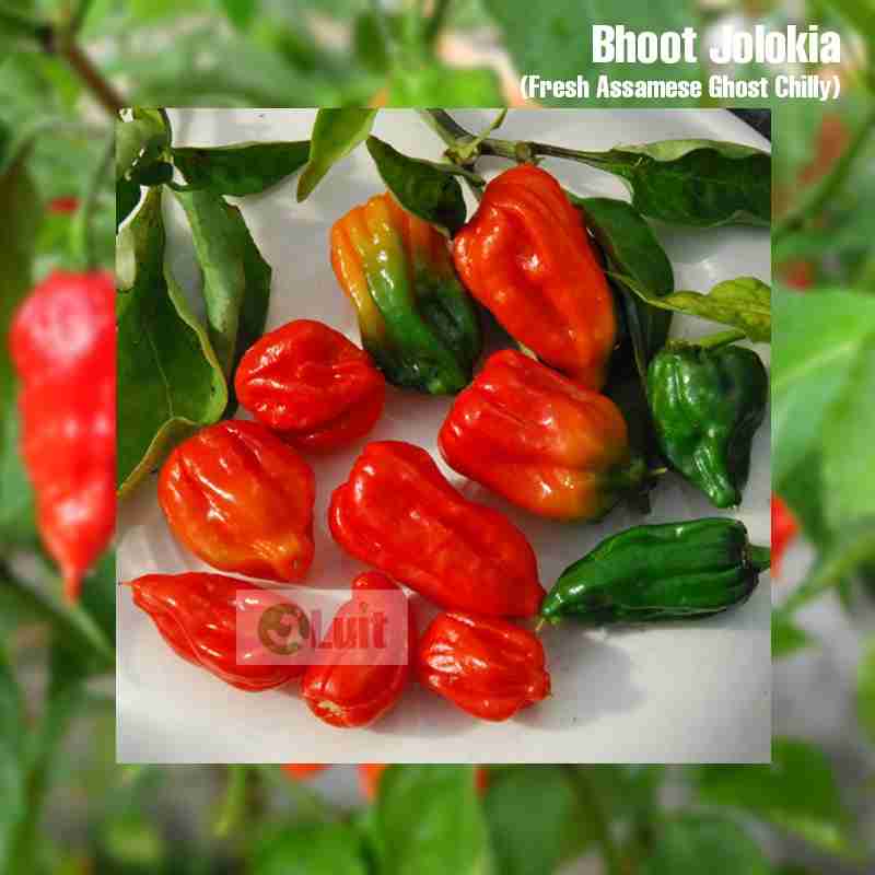 Bhut Jolokia (Pack of 5)