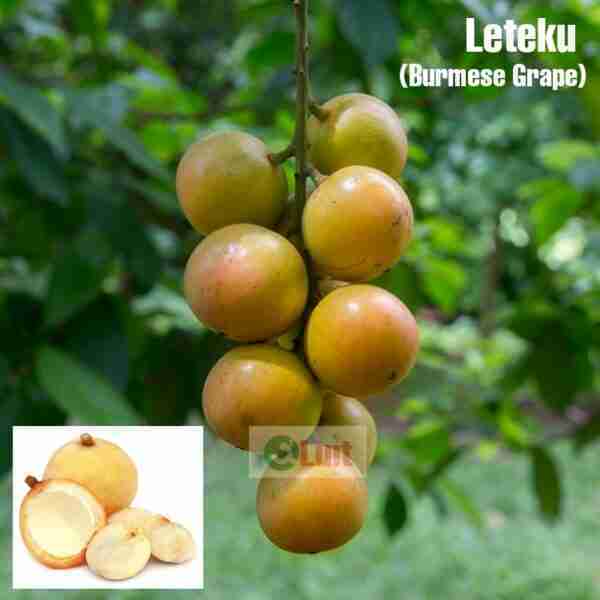 Leteku (250 gm)