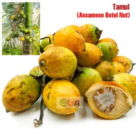 Tamul (Pack of 3)