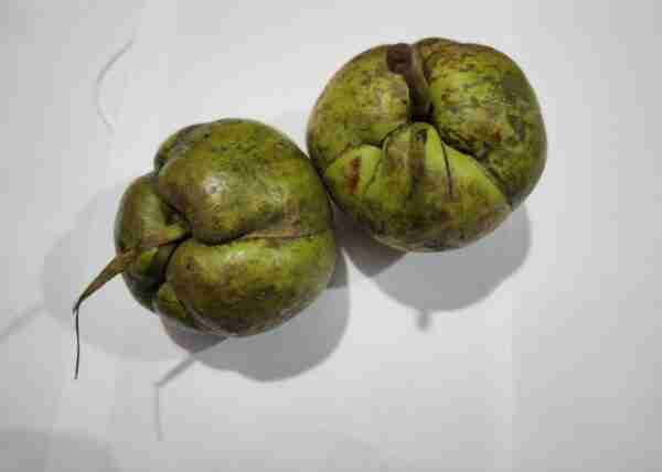 Outenga (Elephant Apple) - 1 pc