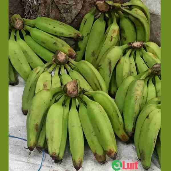 Kas kol | Raw Banana - Pack of 3