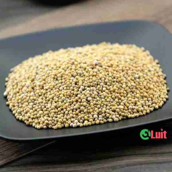 White Mustard - 100 gm