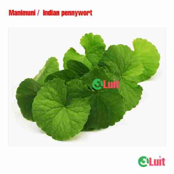 Manimuni | Indian pennywort