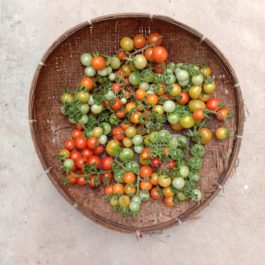 Kon Bilahi/ Cherry Tomato